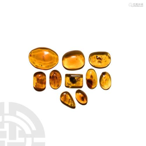 Insects in Baltic Amber Group