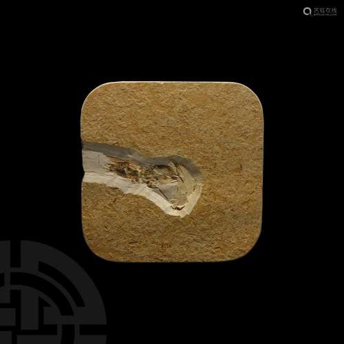 Fossil Grasshopper