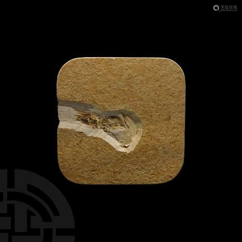 Fossil Grasshopper