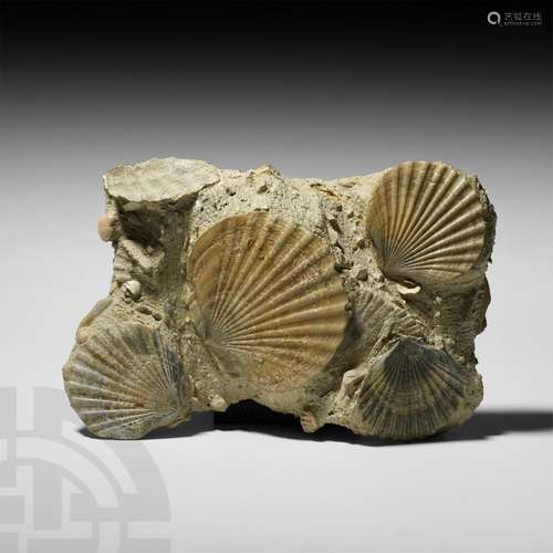 Fossil Pecten Benedictus in Matrix