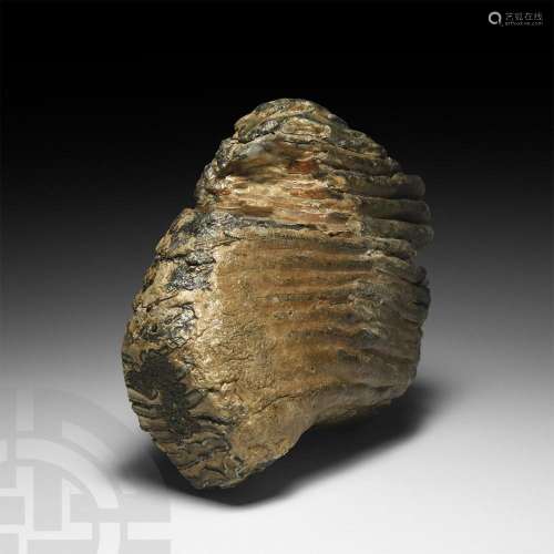 Woolly Mammoth Fossil Tooth