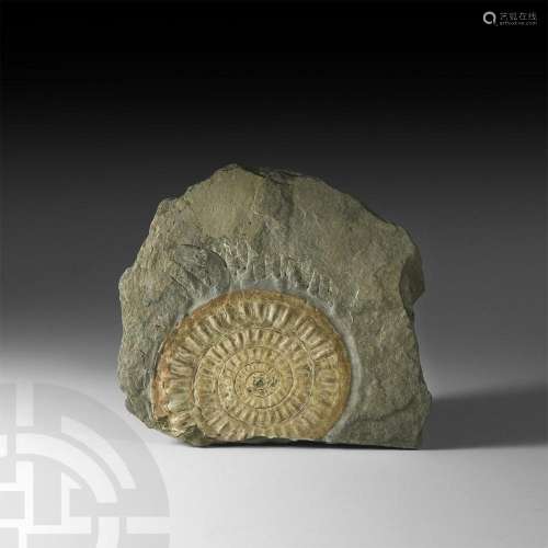 Caloceras Johnstoni Fossil Ammonite