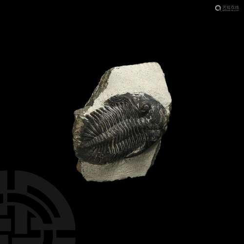 Metacanthina Fossil Trilobite