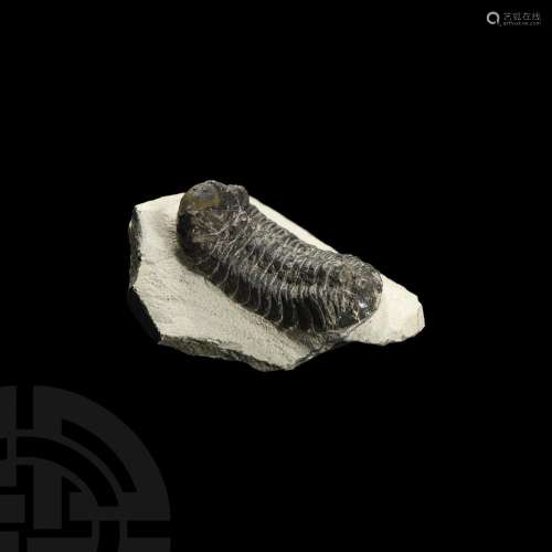 Reedops Fossil Trilobite