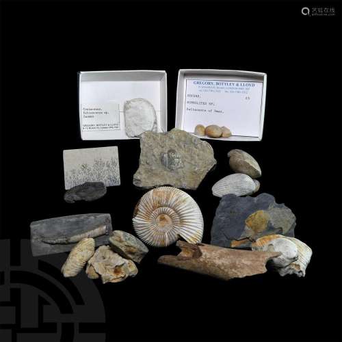 Historic Fossil Collection