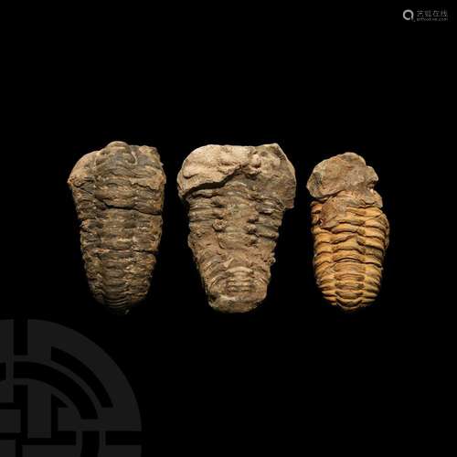 Diacalymene Fossil Trilobite Group