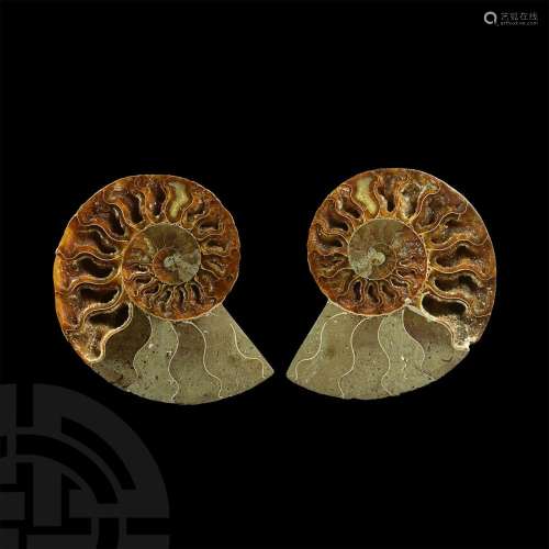 Polished Fossil Ammonite Pair