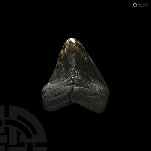 Megalodon Giant Shark Fossil Tooth