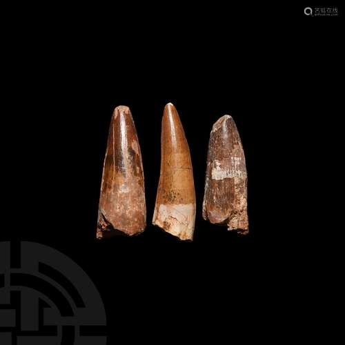 Spinosaurus Dinosaur Fossil Tooth Group