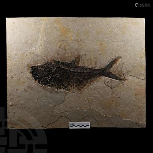 Large Green River Fossil Fish Plate