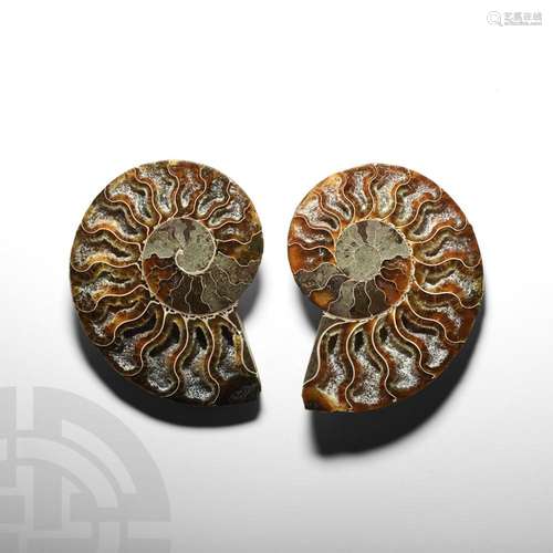 Cut and Polished Fossil Ammonite Pair