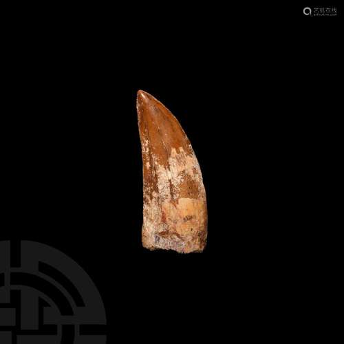 Fossil African 'T-Rex' Fossil Dinosaur Tooth