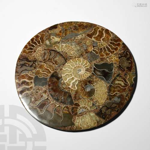 Cut and Polished Fossil Ammonite Plate