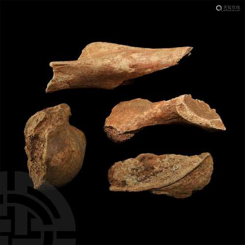 Cave Bear Bone Group