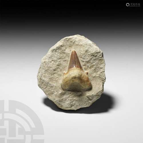 Otodus Fossil Shark Tooth in Matrix