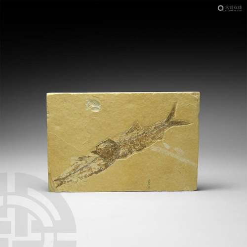 Green River Formation Fossil Fish