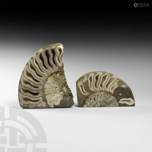 Cut and Polished British Fossil Ammonite Group