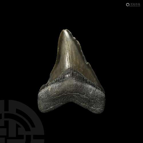 Megalodon Giant Shark Fossil Tooth