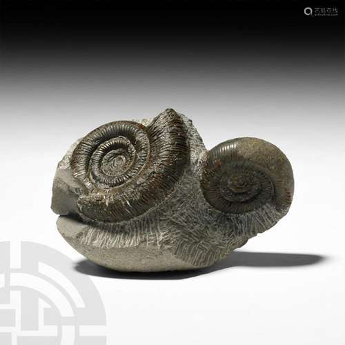 British Dactylioceras Ammonite Fossil