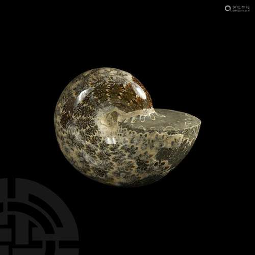 Polished Phylloceras Fossil Ammonite