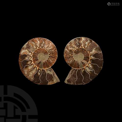 Cut and Polished Fossil Ammonite Pair