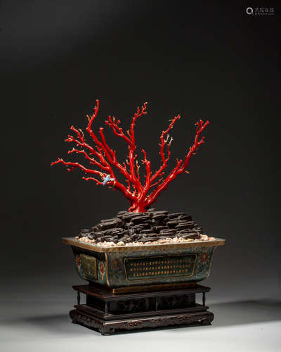 A CORAL TREE IN A RECTANGULAR CLOISONNE ENAMEL BASIN WITH ST...