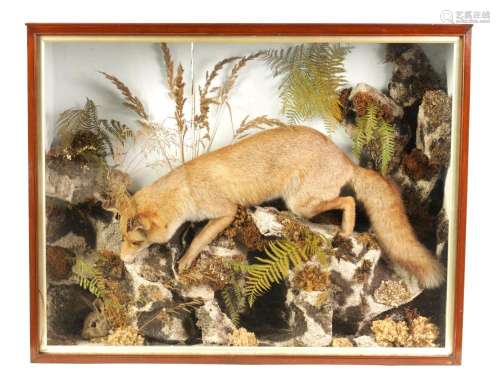 A 19TH CENTURY LARGE CASED TAXIDERMIC FOX