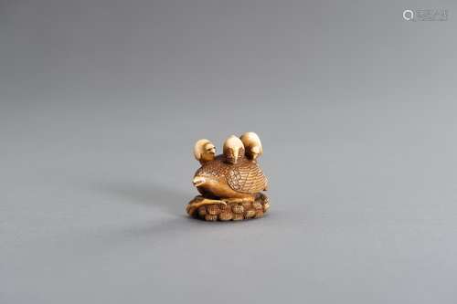 A RARE OKATOMO SCHOOL IVORY NETSUKE OF A QUAIL ON MILLET WIT...