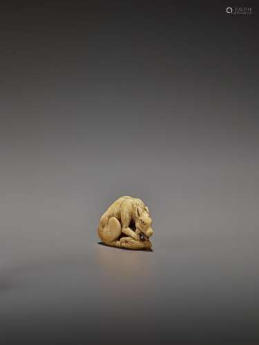 AN EARLY IVORY NETSUKE OF A WOLF WITH HAUNCH