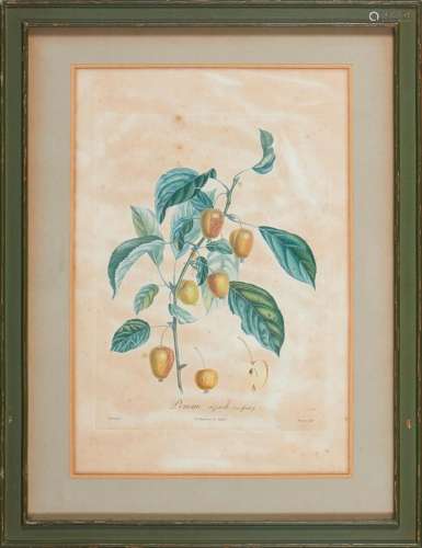 Conjunto de 4 litografias representando frutos