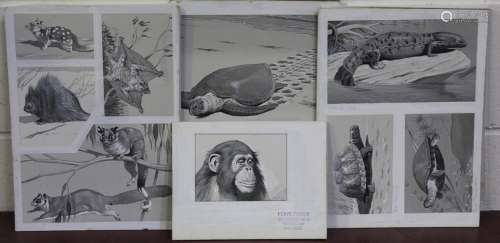 William Neave Parker - Loggerhead Turtle, 20th century monoc...