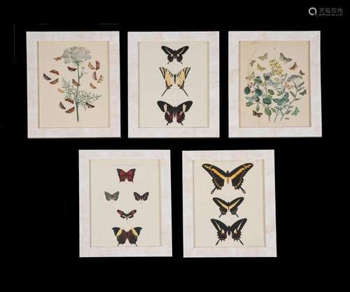 A set of twenty-four decorative butterfly and moth prints