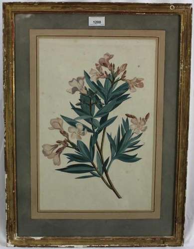 Set of four decorative 19th century aquatints - Botanical St...