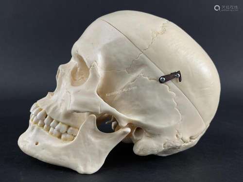 SOMSO Human Anatomical Teaching Skull