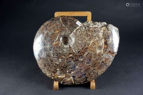 Grande Ammonite fossilisée, persillée