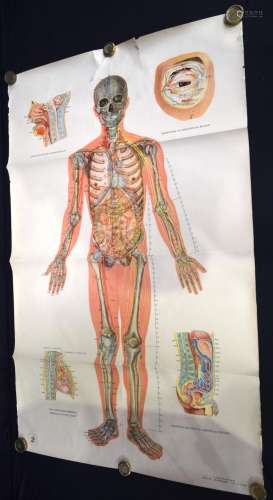 A 20th Century Chinese Acupuncture chart. 106 x 66cm