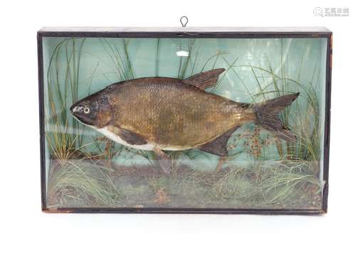 **CATALOGUE CHANGE** A cased and preserved bream,in glazed c...