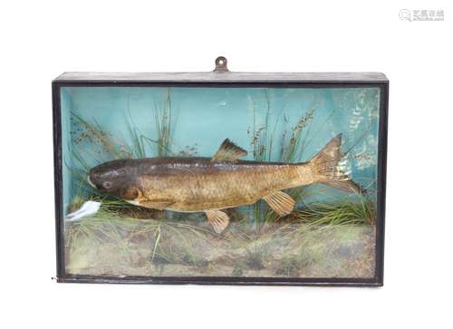 **CATALOGUE CHANGE** A cased and preserved chubb,in glazed c...