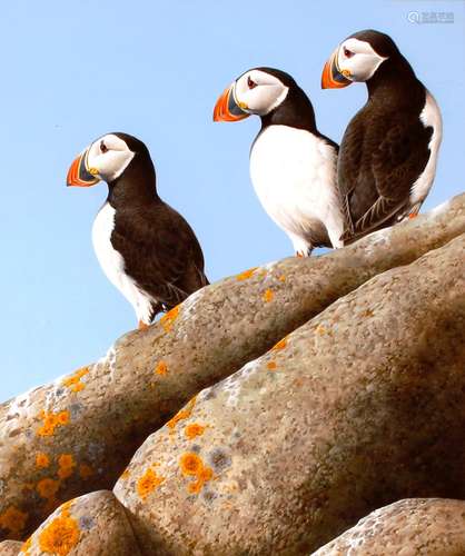 Terence James Bond (born 1946),study of Puffins seated on a ...