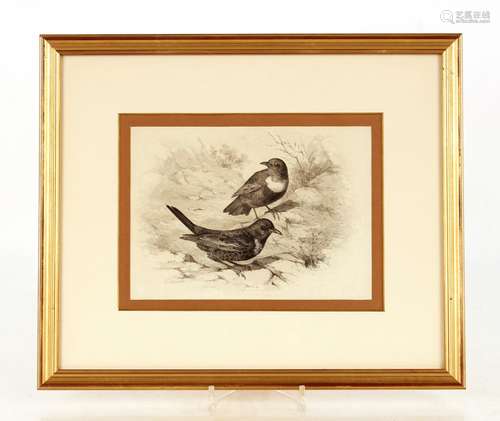 Philip Henry Delamotte FSA 1812-1889,The Ring Ouzel, signed ...