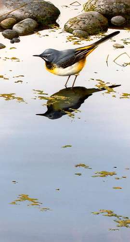 Terence James Bond born 1946,study of a Grey Wagtail in a po...