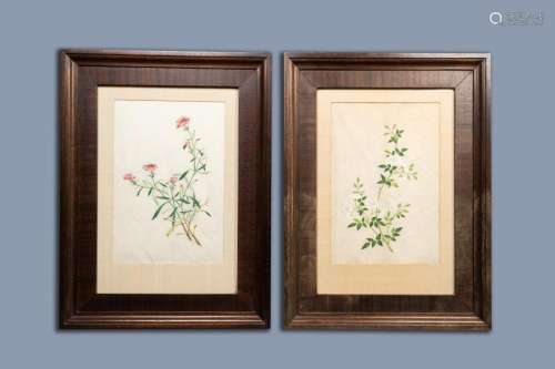 CHINESE SCHOOL, CANTON: TWO BOTANICAL PAINTINGS OF WILD ROSE...