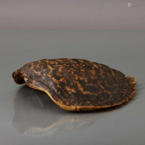 TURTLE SHELL