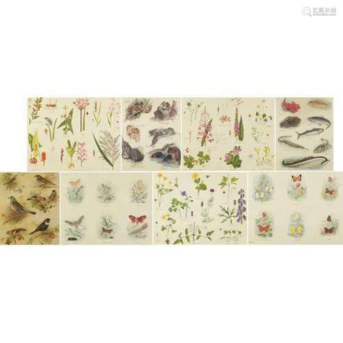 Set of eight botanical, aquatic, mammal and bird prints in c...