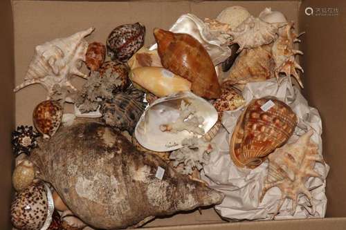 Quantity of Assorted Shells,