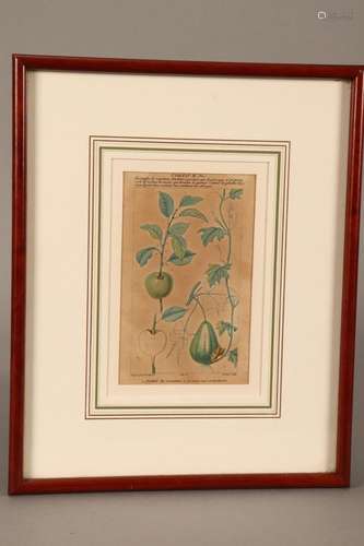 Framed 19th Century Botanical Etching,