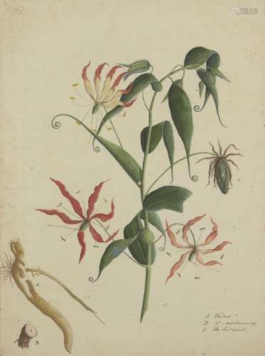 British School, 18th Century- Botanical study; bodycolour on...