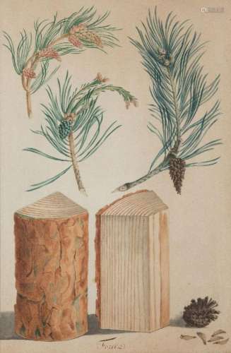 Ludwig Pfleger, German 1720-1793- Studies of the trunk, leav...
