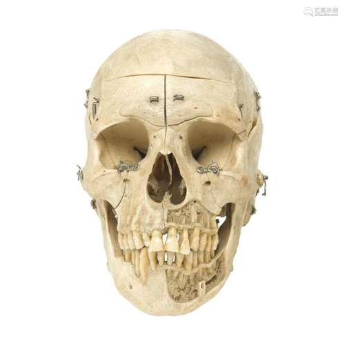 Articulated Educational Skull by Darwin Platt