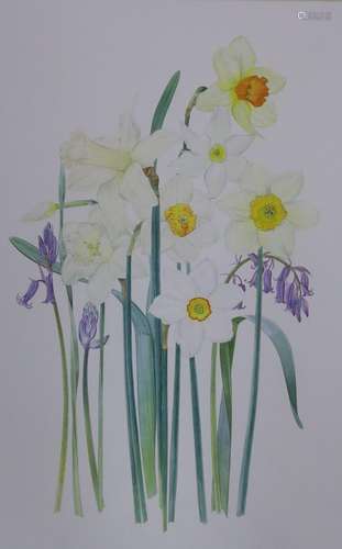 Kristen Rosenberg (b.1933), watercolour, Narcissi and bluebe...